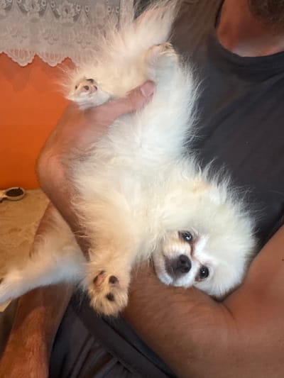 A Pomeranian puppy is held in the arms of a person. The puppy is white with a fluffy coat and has dark eyes and a black nose. The person is wearing a dark t-shirt. The background shows an orange wall with a lace curtain above it. There is a small wooden spoon with dark material in it on a light-colored surface to the left of the frame. The scene is indoors and appears to be in a home environment. The specific location in Rosoman, Bulgaria cannot be determined from the provided image.