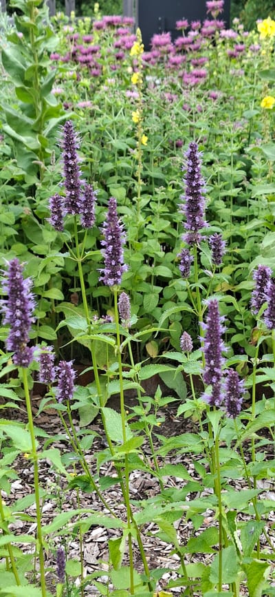 This is a vertical, close-up, eye-level shot of a flowerbed in a garden, possibly in Malda, Estonia. The foreground is dominated by several tall, slender stalks with vibrant purple flowers that are clustered in spiky, elongated arrangements. The flowers have small, delicate petals and appear to be in full bloom. Surrounding the flowering stalks are numerous green leaves, some of which are serrated and have a slightly fuzzy texture. The ground beneath the plants is covered in a layer of wood chips and mulch, with a few small yellow flowers interspersed among the greenery in the mid-ground. In the background, a darker, indistinct structure can be seen, possibly a building or a large fence, with more blurred purple and yellow flowers. The lighting suggests an outdoor setting on a bright, possibly overcast day, with no people or animals visible in the frame.