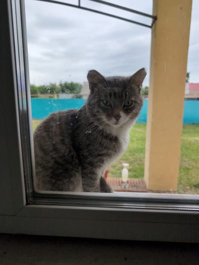A gray and white cat is looking through a window. The cat's head is tilted, and its eyes are looking directly at the camera. The cat appears to be relaxed, with its body curled up on the other side of the glass. The background outside the window is blurred, but it appears to be a yard with green grass and some buildings. The sky is overcast. The window frame is white, and the glass is slightly dirty, with a few smudges and water spots. The lighting suggests it might be daytime, possibly overcast. The scene is set in a domestic or semi-outdoor environment, given the presence of a cat and what appears to be a yard.
