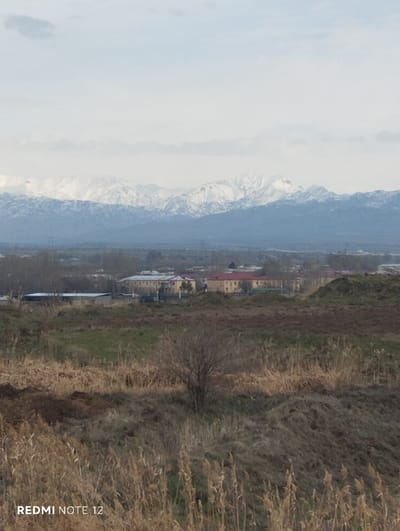 The image displays an elevated panoramic view of a landscape bordering Nurli zamin, Uzbekistan. The foreground is dominated by extensive patches of dry, tan-brown grasses and reeds covering undulating, possibly disturbed, terrain. A solitary, leafless deciduous tree with a visible trunk and branching structure stands in the mid-foreground, slightly left of center. In the midground, a cluster of multi-story buildings, some with red roofs and others of lighter hues, indicates an urban or suburban area. Faint power line structures are discernible stretching across the middle distance. The background features a prominent range of snow-capped mountains, exhibiting distinct white peaks and darker lower slopes, set against a pale blue sky with scattered light cloud formations. No individuals or discernible actions are present within the scene. A "REDMI NOTE 12" watermark is located in the lower-left corner of the image.