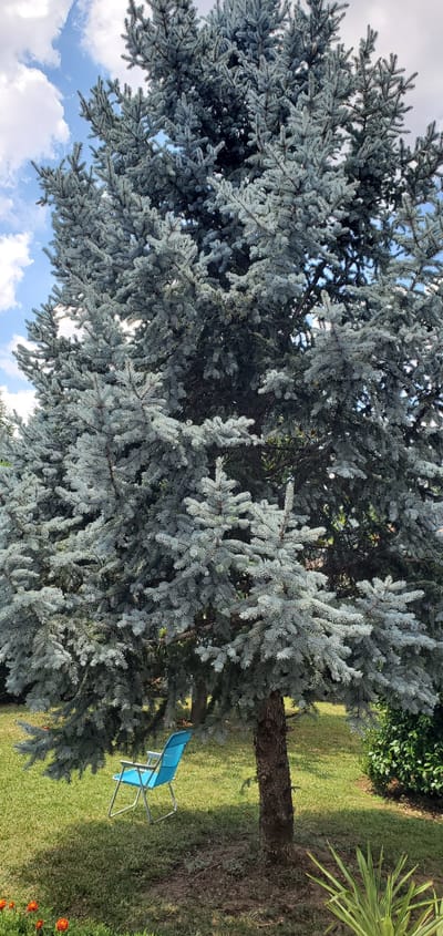 The media file shows a close-up view of a blue spruce tree with its branches filling the frame. The needles of the tree have a distinct bluish-green hue. In the background, a patch of green grass is visible, along with a portion of a tree trunk. To the right of the tree trunk, a bright blue folding chair is placed on the grass. Further back, there are more green bushes and a hint of a palm frond. The sky peeks through the branches of the tree, with some white clouds against a blue backdrop. The lighting suggests it is daytime, likely sunny. The overall scene depicts an outdoor setting, possibly a garden or backyard, in Νέα Σάντα, Greece. There is no visible text. The image composition focuses heavily on the texture and color of the spruce tree's foliage.