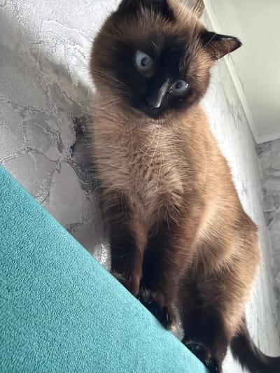 A Siamese cat with blue eyes and a brown coat is sitting on a turquoise surface, possibly a piece of furniture or a cat tree. The cat is looking down with a curious expression. The background appears to be a wall with a textured pattern, possibly wallpaper, in shades of gray and white. The lighting suggests it is daytime, with light coming from the right side of the image. The cat's posture and the downward angle of the shot indicate it is positioned higher than the viewer. The scene takes place indoors, likely in a residential setting. There is no information in the image to suggest a specific location within Старые Туймазы, Russia.