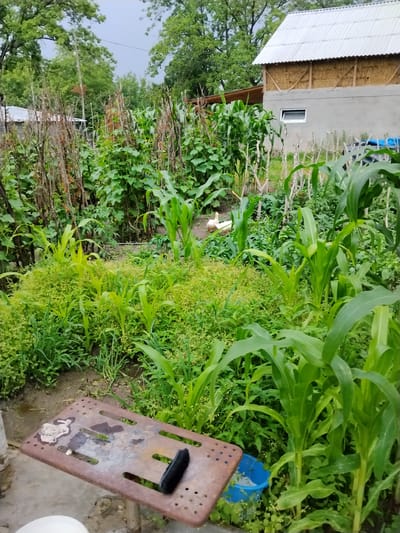 In the city of Oghuz, Azerbaijan, a lush garden scene unfolds, dominated by tall green corn stalks and other vibrant vegetation. In the background, a building with a corrugated metal roof and a light-colored concrete base is visible, along with a small window. The garden appears to be a lively space, with two white ducks walking among the plants. In the foreground, a rustic metal surface with holes sits on legs, holding a brush and what appears to be a piece of cloth. A blue bucket is also present. The overall impression is one of a rural, productive environment.