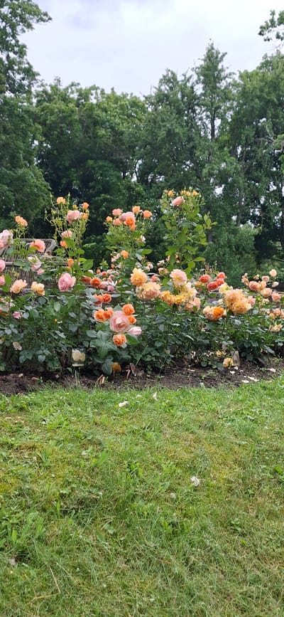 A low-angle medium shot captures a dense bush of peach and pink roses in full bloom, set against a backdrop of lush green trees and a cloudy sky. The roses are varied in size and fullness, with some buds still present. A woven wicker fence or partition is partially visible behind the roses. The foreground is dominated by a well-maintained lawn, with some scattered fallen petals from the roses. The scene suggests a garden setting within the city of Kohatu, Estonia. There are no people present in the image, and no discernible actions or interactions are taking place. The overall impression is one of a vibrant and well-kept natural environment.