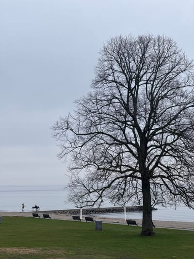 The image depicts a bare tree dominating the scene against a backdrop of overcast sky and calm water. The location appears to be a coastal area. A grassy area with benches is on the right, adjacent to a narrow, rocky beach. Two people are visible near the water's edge, one possibly accompanied by a dog. The overall atmosphere is serene, with a focus on the natural elements and tranquil seaside setting in the city of Klampenborg, Denmark.