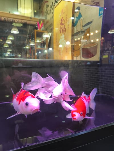 The image depicts an aquarium inside a commercial establishment, likely a restaurant given the reflection of a sign with Chinese characters and a drawing of a person cooking in the background. Three koi fish are prominently featured in the foreground, swimming in purple-tinted water. One koi fish, on the left, is primarily white with large red markings. Another, on the right, is also white with red markings, but its head is predominantly red. The third koi fish, positioned centrally and slightly behind the other two, is white with faint pinkish hues. The aquarium glass reflects lights and storefront elements, suggesting an urban setting. The presence of Japanese characters and the style of the artwork might indicate a Japanese restaurant or a place with Asian decor in Jixi, China.