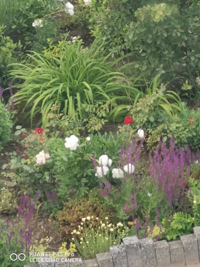 The image shows a flower garden with a variety of plants and flowers, including white peonies, pink roses, purple salvia, and green foliage. A single red rose is visible among the greenery. The garden appears to be well-maintained and is bordered by a low stone wall in the foreground. The scene is brightly lit, suggesting it was taken during the daytime. The presence of the "HUAWEI P30 Pro LEICA QUAD CAMERA" watermark in the lower left corner indicates the image was taken with this specific smartphone model. This location appears to be within the city of Bad Oeynhausen, Germany, a spa town known for its parks and gardens.