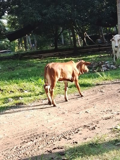 A light brown calf stands on a dirt road, facing right, with its hindquarters closest to the camera. Its tail is down and its ears are large and perked. The calf has long, thin legs and a visible hump on its back. Behind the calf, a patch of lush green grass borders the road. Further back, trees with dark green foliage create a dense canopy, with glimpses of palm trees and structures obscured by the greenery. To the far right of the frame, a white cow stands with its head turned towards the viewer, partially visible. The ground is a mixture of dirt and grass, with tire tracks visible in the dirt, suggesting vehicle activity. The lighting indicates it is daytime, with sunlight casting shadows on the ground. The scene appears to be in a rural or semi-rural area, possibly a farm or village on the outskirts of Santa Cruz, Philippines, given the presence of livestock and tropical vegetation.