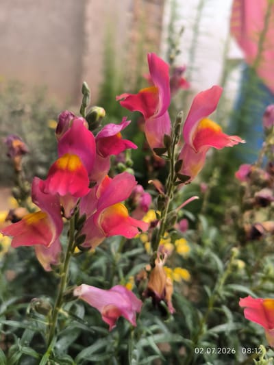 The image shows a close-up of pink and yellow snapdragon flowers in an outdoor setting. The flowers are in focus, with a shallow depth of field blurring the background. The background consists of other flowers, foliage, and a textured wall. The timestamp "02.07.2026 08:12" is visible in the bottom right corner of the image. There are no people or specific landmarks visible that would indicate the location is Kattasu, Uzbekistan.