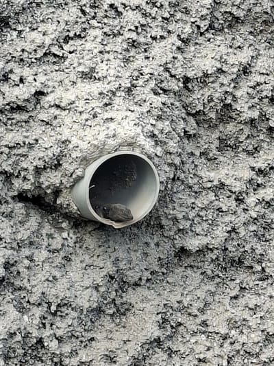 In Puerto de Santiago, Spain, a lizard with dark scales is partially visible inside a white PVC pipe protruding from a rough, textured gray wall. The lizard's head and front portion are visible, with its eyes appearing dark and its mouth closed. The background is dominated by the uneven surface of the wall, which has a rough, stucco-like finish in shades of gray. The lighting suggests it may be daytime, with shadows within the pipe indicating a shaded interior.