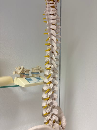 In Fellbach, Germany, an anatomical model of a human spine is displayed against a white wall. The spine model, made of white plastic with yellow accents, stands vertically on the right side of the frame. On a shelf to the left, two lumbar vertebrae models are positioned on a cream-colored stand. A small, rounded, cream-colored object is situated to the left of the lumbar vertebrae models. A glass shelf is visible beneath the stand and the object. The environment appears to be an indoor space, possibly a medical office or educational setting. There are no people present in the image.
