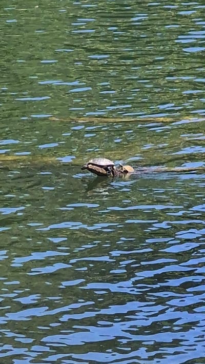 A two turtles are on a log in the American River in Rancho Cordova, California. The water is green and reflects the trees.