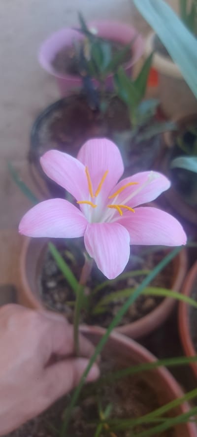 A light pink rain lily with yellow stamens is in focus in the foreground, with its petals unfurled. Behind it, several potted plants are visible, including some with green foliage and others with darker, leafy interiors. A hand is gently supporting the stem of the rain lily, suggesting it is being tended to. The overall setting appears to be an outdoor garden or balcony in a residential area, possibly in the city of Ынтымак, Kyrgyzstan, indicated by the presence of potted plants and common household gardening practices.