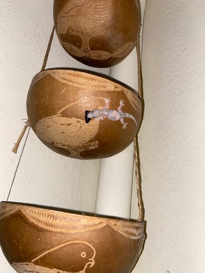 The scene is an indoor setting in Capesterre-Belle-Eau, France. Three carved gourds are suspended horizontally, attached to a braided rope near a white wall. A gecko, pale in color, clings to the surface of the central gourd, situated above a dark, unidentified object. The gourds are brown, with lighter carvings depicting avian-like patterns and geometric designs. The background consists of an off-white wall with a slight texture.