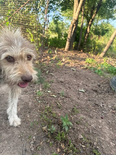 A shaggy, light-colored dog with brown eyes and a dark nose is peeking out from the left side of the frame, its mouth slightly open and tongue visible. The dog's fur is tousled, with a prominent tuft of hair on its forehead. The background suggests an outdoor, possibly rural setting. In the immediate foreground and extending into the mid-ground is dry, brown soil with scattered green vegetation and some small, dark red berries. A metal fence runs along the upper left portion of the image, with green foliage visible through it. Several trees with rough bark are present in the background, with dappled sunlight filtering through their leaves, indicating a sunny day. The overall impression is of a dog in a natural, unkempt environment. The location is identified as Sarymoldayev Rural District, Kazakhstan.