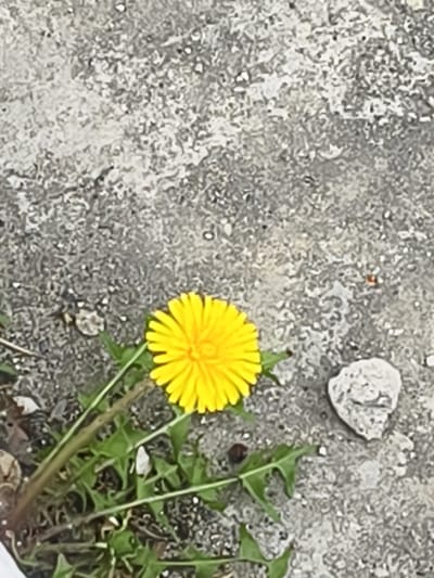 A single dandelion is the focal point of the image, its bright yellow flower contrasted against a weathered, gray concrete surface. Several green stems and jagged leaves sprout from the base of the flower. A small rock rests on the concrete near the dandelion. The concrete ground is speckled with small pebbles and discolored patches.
The image provides insufficient details to establish the location as Magdagachi, Russia.