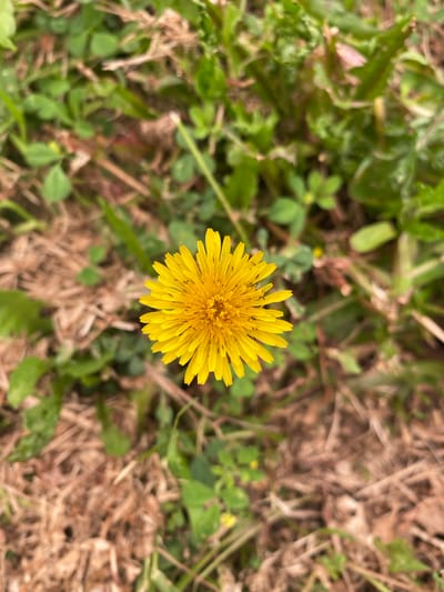 The image shows a close-up of a single yellow dandelion flower in full bloom, positioned in the center of the frame. The flower has numerous thin petals radiating outwards from a central disc. The background consists of dry, straw-like grass and green foliage, suggesting an outdoor setting. Several small dark insects, possibly ants, are visible on the petals of the dandelion. The lighting appears natural, indicating it was taken outdoors during the daytime. The scene is a naturalistic depiction of a common wildflower in its environment.