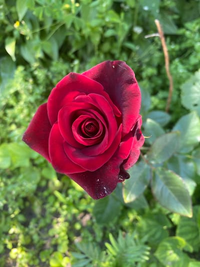 A single, deep red rose is in full bloom, its petals unfurling in a tight spiral. The rose is set against a blurred background of lush green foliage, suggesting it is outdoors. Tiny water droplets are visible on the petals, indicating recent rain or dew. The lighting suggests it is daytime. The image does not contain any people or specific landmarks that would indicate a location within Liutizh, Ukraine.