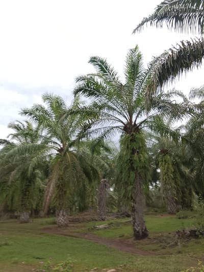 The image shows a close-up view of a palm oil plantation in Sarah Mane, Indonesia. In the foreground, a large palm tree with green fronds dominates the frame. The trunk of the tree is covered in dried, hanging fronds. In the background, more palm trees are visible, creating a dense plantation. The ground is covered in green grass and a dirt path winds through the plantation. The sky is overcast with white clouds.