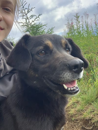 A close-up outdoor photograph depicts a partial human subject and a dog in Lazeshchyna, Ukraine. The majority of the frame is occupied by a medium-sized dog with predominantly black fur and tan markings visible on its muzzle and above its brown eyes. The dog has a black nose and floppy dark ears. Its mouth is slightly open, revealing white teeth, including prominent canines, and a pink tongue. Grey fur is present around the dog's muzzle. The dog is positioned towards the right of the frame, looking off-camera to its right. On the far left, the lower-left portion of a human face is visible, including the chin, mouth, and part of the cheek, with light-colored hair and fair skin. The human appears to be wearing dark clothing. The background features natural outdoor elements: tall green foliage with scattered pink flowers on the right, and coniferous trees on the left and in the upper center. The sky above is partially overcast with visible clouds. The immediate foreground consists of bare earth with sparse green vegetation.