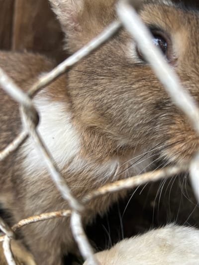 The image is a close-up, macro photograph of a brown and white rabbit behind a wire fence. The rabbit's fur is detailed, showing individual strands and variations in color. The eye of the rabbit is visible, dark and reflective. Parts of the wire fence are prominently in focus, obscuring portions of the rabbit's face and body. The background is dark and out of focus, suggesting an enclosed or shaded environment. The photograph is taken from a low angle, looking up at the rabbit. There is no visible indication of the city of Copceac, Moldova in the image.