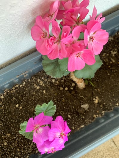 A close-up, overhead shot shows a gray planter filled with dark soil and scattered small rocks. In the upper portion of the planter, a cluster of vibrant pink geranium flowers blooms, with several delicate petals unfurling. Their centers are detailed with darker pink stamens. Below these, closer to the bottom of the frame, another set of pink geranium flowers with lighter pink and white accents are visible, accompanied by a single green leaf. The planter is positioned against a textured white wall, with a portion of the wall slightly in shadow. The scene is situated in Mardakan, Azerbaijan.