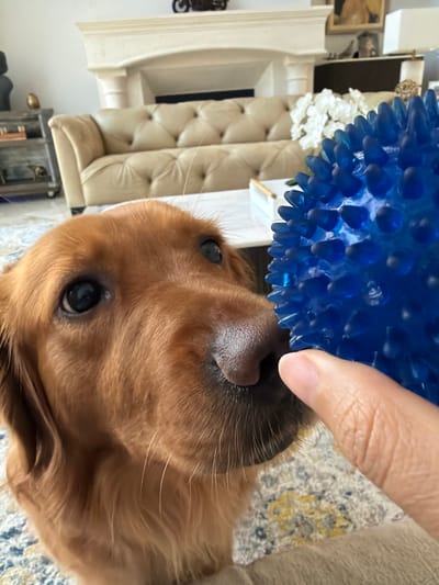 A close-up, vertical, indoor shot shows a golden retriever's face in the foreground, its nose almost touching a bright blue spiky ball held by a human hand. The dog's brown fur is detailed, with its dark eyes looking towards the viewer. The background is blurred, featuring a tufted beige sofa, a white fireplace, and white flowers in a vase, suggesting a living room setting. The image appears to be taken in Pinecrest, United States of America.