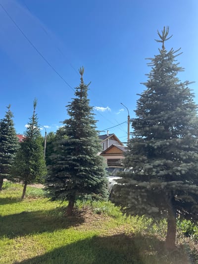 In the city of Mariinsky, Russia, a row of coniferous trees stands in front of a residential building on a clear, sunny day. The trees, varying in height and density, cast shadows on the green grass and dirt path in the foreground. Power lines stretch across the bright blue sky. The building, a two-story structure with a light-colored facade and a gabled roof, is partially obscured by the trees. A street lamp and some vehicles are also visible in the background.