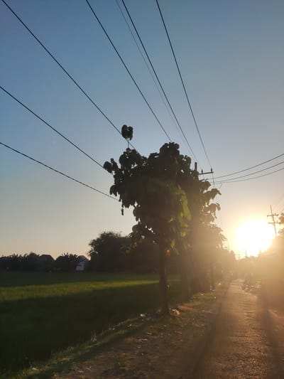 This image depicts a rural or semi-urban landscape in Sukorejo, Indonesia, at either sunrise or sunset, characterized by a prominent sun flare emanating from the lower right. The sky transitions from a light blue at the zenith to a golden-orange hue near the horizon. Multiple dark utility lines, likely electrical or telephone, traverse the upper sky diagonally from the upper left to the lower right.

A large, leafy tree stands in the midground on the right, partially silhouetted against the bright sun, with some leaves catching the light. To its left, a vibrant green field, consistent with a rice paddy, occupies the midground and background, extending towards a distant cluster of silhouetted trees and residential buildings with visible rooflines.

A narrow, unpaved or rough asphalt road extends from the bottom-right foreground towards the mid-right, reflecting the golden light of the low sun. On this road, a faint, blurred silhouette of a person on a motorcycle or scooter is discernible moving towards the sun. Another utility pole stands further down the road on the right. Scattered litter, including plastic bags and debris, is visible on the ground along the edge of the road and the field, particularly near the base of the main tree. Long shadows are cast across the field and road from the objects on the right, indicating the low angle of the sun.