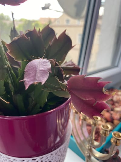 The image shows a close-up of a Schlumbergera (Christmas cactus) plant in a magenta pot with a white lace-like base. The plant has dark green, segmented leaves with reddish-purple edges, and a few pale pink or light purple developing flowers. Fine, wispy aerial roots are visible. In the background, a window overlooks a residential area with buildings and trees, suggesting an urban or suburban setting. To the right of the cactus, a brass menorah is partially visible, placed on a blue surface. The overall lighting suggests it is daytime, possibly late afternoon due to the warm tones. The scene appears to be indoors, near a window. The location is identified as Osek, Czechia.