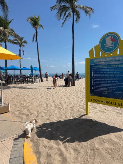 The image depicts a sunny day on the sandy beach at Lauderdale-by-the-Sea, Florida, United States, specifically near 1 Commercial Boulevard, as indicated by a prominent yellow informational sign on the right.
The scene is composed of fine, light-colored sand with visible footprints and shadows from individuals and objects. A bright blue sky with sparse, wispy clouds covers the upper portion of the image. Numerous tall palm trees with green fronds are scattered throughout the beach.
In the midground, towards the left, a cluster of outdoor tables with dark chairs and blue cushions are arranged under several large blue umbrellas, suggesting a beachside dining area. A yellow umbrella is visible on the far left. Several individuals are present on the beach. A young female, wearing a white top and dark shorts, is bent forward at the waist, facing the sand in the central midground. Further back, individuals in swimwear are walking along the shore, including a male in dark swim trunks and a female pushing a dark-colored stroller.
In the foreground, a small, light-colored dog with brown and white fur, on a leash, walks towards the right on a paved pathway adjacent to a yellow curb that borders the sand.
The large yellow sign on the right prominently displays "LAUDERDALE-BY-THE-SEA FLORIDA'S BEACH DIVING CAPITAL" at its top, featuring a graphic of a beach chair with a red pelican. The sign lists various beach regulations, including "NO LIFEGUARDS - SWIM AT YOUR OWN RISK," "NO ALCOHOL, ANIMALS, GLASS, FIRES, GRILLS OR LOUD MUSIC," and prohibitions against releasing balloons or disturbing sea turtle nests. The bottom of the sign states "1 COMMERCIAL BLVD."