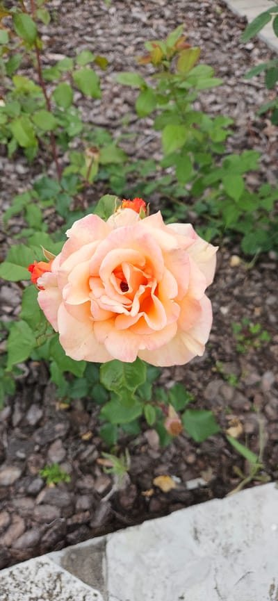 A close-up, overhead shot captures a vibrant peach-colored rose in full bloom, nestled amongst green foliage. The rose's petals are delicately layered, with a deeper orange hue in its center, where a dark center is visible. Two small, bright orange rosebuds are also present, one to the left and one to the right of the main bloom. The rose is situated in a garden bed covered with dark, coarse mulch. To the right of the rose, a portion of a rough, light-colored stone or concrete structure is visible, suggesting the edge of a pathway or border. The background consists of more mulch and scattered green leaves, indicating an outdoor garden setting. The lighting appears natural, suggesting daytime, with no specific weather conditions immediately apparent. The image is devoid of any visible text. The overall scene evokes a sense of natural beauty and the peacefulness of a garden.