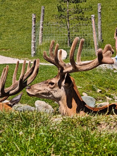 The image depicts two red deer with prominent antlers in a grassy enclosure, possibly at a wildlife park or zoo. The larger deer's head is in sharp focus, showing its wet fur, flies on its face, and intricate antlers. A second deer's antlers and ear are visible to the left. In the background, a wire fence is supported by wooden posts, and a small tree is visible. Beyond the fence, a person wearing a patterned dress can be seen walking, suggesting a public area. The ground is covered in green grass, with scattered rocks and a dirt path visible in the lower left. The scene is bathed in bright sunlight, casting shadows. The location is identified as Kochau, Austria.