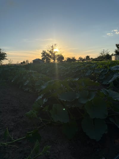 The image depicts a field of pumpkin plants in Golyam Chardak, Bulgaria, during sunset. The sun, partially obscured by a tree, casts a warm glow across the sky, creating a serene atmosphere. The plants are lush and green, with large leaves spread across the dark soil. In the background, a small house and other trees are visible, adding to the rural charm of the scene. The sky is a gradient of blue and orange, with a few wispy clouds adding texture. The overall impression is one of peace and tranquility, a snapshot of agricultural life in Bulgaria.
