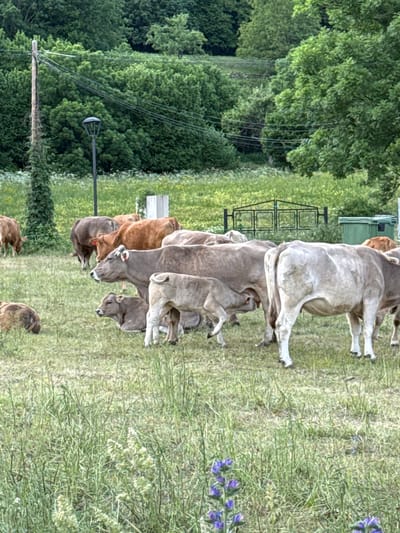 A vertical, eye-level shot captures a herd of cattle grazing in a grassy field, likely near Sahún, Spain, although no identifiable landmarks confirm the location. The cattle vary in color, ranging from brown to gray, and are positioned closely together, primarily facing the same direction. Several calves are near the larger cows. In the background, a lush green forest is visible, marked by a utility pole and streetlight. A metal gate stands between the cattle and the forest edge. Clusters of blue flowers dot the grassy field near the right edge.