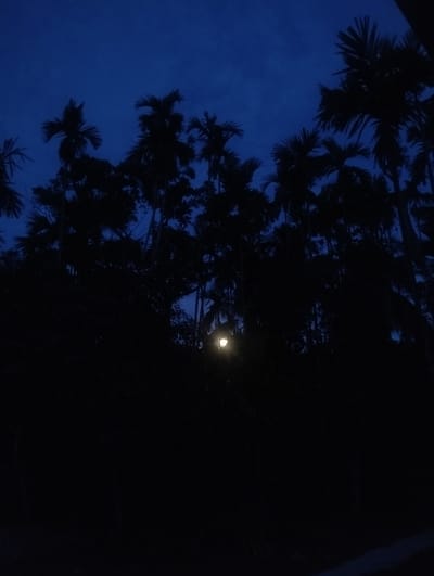 The image shows a dark, outdoor scene in Southkhali, Bangladesh, at night or dusk. Silhouetted palm trees are visible against a deep blue sky. In the lower center of the frame, a single light source illuminates the scene slightly, presumably a streetlight. The foreground is mostly dark and obscured. There are no visible people, animals, or other identifiable objects beyond the trees and the light.