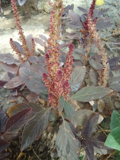 A close-up, low-angle shot captures several flowering stalks of a deep red and green plant with dark purple leaves. The stalks are tall and slender, with clusters of small, reddish-pink flowers. The leaves are ovate and pointed, with a slightly glossy texture. The plants are growing in dry, sandy soil, with some dried leaves and twigs scattered on the ground. The background is blurred, suggesting an outdoor environment. The lighting appears to be natural daylight, creating soft shadows. The scene is devoid of any human presence or activity. The image is likely taken in an arid or semi-arid region, possibly an agricultural area or a garden in Muborak, Uzbekistan, given the dry soil and vegetation.