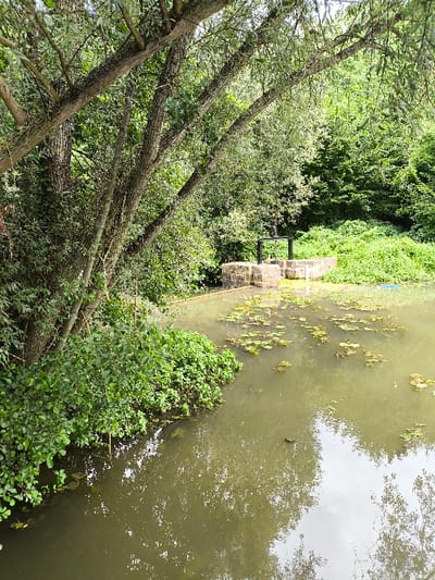 The image depicts an outdoor scene in Wolfisheim, France, focusing on a body of water, likely a canal or pond, extending from the foreground into the mid-ground. The water is a murky green-brown, with scattered clusters of green lily pads floating on its surface, reflecting the overhead sky and surrounding vegetation. On the far bank, a constructed stone or concrete water control structure is present, featuring a black, rectangular metal sluice gate mechanism. The left side of the frame and the background are dominated by dense, green deciduous foliage, including multiple tree trunks and branches extending over the water. No individuals or active subjects are visible within the scene.