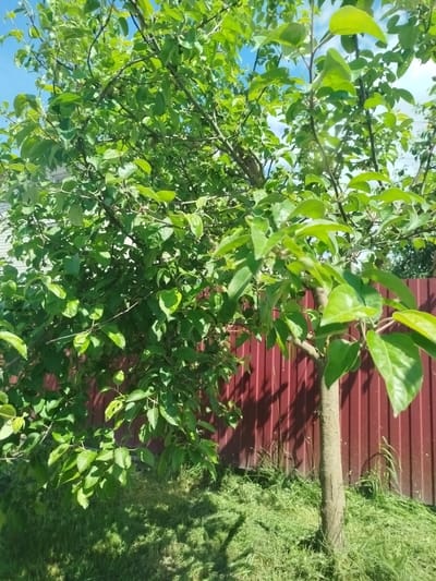 A medium shot captures a young apple tree with vibrant green leaves and a light brown trunk, set against a bright red corrugated metal fence. The tree is positioned in the foreground, with its branches extending across the frame. The ground is covered in freshly cut green grass, dappled with sunlight and shadows. In the background, a white building and a hint of blue sky are visible. The scene appears to be a residential backyard in Vileyka, Belarus, bathed in natural daylight on a clear day.