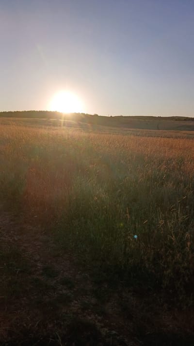 A wide-angle, vertical outdoor photograph captures a sunset over a grassy field with a treeline in the distance. The sun, partially obscured by the horizon, casts a bright glow that diffuses across the upper left quadrant of the image, creating lens flare. The sky is a gradient of pale blue, transitioning to a lighter hue near the horizon. A thin, white contrail is visible in the sky. The foreground is dominated by a dense field of tall, dry grass, with a dirt path visible in the lower left corner. The middle ground and background feature rolling hills covered in similar vegetation, with a dark treeline bordering the horizon. The overall scene depicts a natural landscape at dusk, with no visible people or man-made structures other than what appears to be a faint pole or small structure on the distant hill. The location is identified as Gornik, Bulgaria.