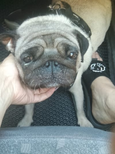The image shows a close-up, high-angle view of a pug being petted by a person's hand. The pug's face is centered in the frame, with its eyes looking directly at the camera. Its ears are partially visible, and its snout is wrinkled. The person's hand is gently holding the pug's head. To the right of the pug, a person's bare foot wearing a black sandal adorned with rhinestones is visible. The background consists of a textured dark surface, possibly a car floor mat, and a hint of a seat in the foreground. There is no identifiable information or context to suggest a location in Pugachyov, Russia.