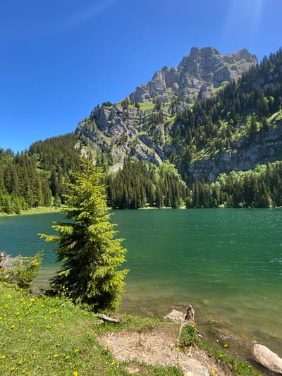 A scenic, vertical, medium-shot photograph captures a bright, sunny day with a clear blue sky over a tranquil lake and a forested mountain in Brienz, Switzerland. The foreground features a grassy bank dotted with small yellow wildflowers and a few rocks. A young evergreen tree stands prominently on the left side of the bank, its needles illuminated by the sunlight. The lake's water is a vibrant emerald green, with ripples visible on its surface, and it is shallow and clear enough near the shore to see the rocky bottom. In the midground, a dense forest of dark green evergreen trees covers the lower slopes of the mountain. The upper portion of the mountain is a rugged, rocky cliff face, with patches of green vegetation clinging to its steep inclines. The overall impression is one of natural beauty and serenity.
