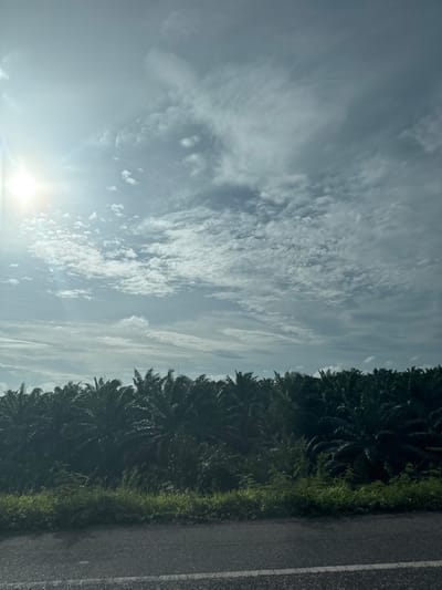 The image depicts a palm plantation lining a roadside in Khian Sa, Thailand. The foreground features a dark asphalt road with a white line marking its edge. Beyond the road, lush green grass and other vegetation grow along the embankment. Dominating the middle ground is a dense, dark green expanse of palm trees, their fronds reaching towards the sky. The background is a vast sky filled with a mix of white and gray clouds. Sunlight streams in from the upper left corner, casting a bright glow and creating lens flare. The overall impression is one of a rural, tropical landscape under a cloudy sky.