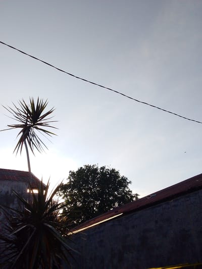 The image shows an outdoor scene in Bireuenmeunasahcapa, Indonesia. In the foreground, there is a spiky plant of the Dracaena genus. Behind the Dracaena plant is the roof of a building constructed of tile and cement; in the background there are other buildings and trees. A power line stretches across the top of the image. The sky is a pale grey-blue hue.