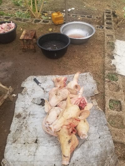 The image shows a scene of butchering pig heads in an outdoor area. The pig heads are laid out on a white sheet of plastic or tarp, which is lying on a dirt ground. There are six pig heads in total, some of them appear to be partially skinned and the heads are positioned close together. A small, wooden stool sits near the scene. Two metal basins and a large black plastic bucket are located to the left of the tarp. The ground is covered with dirt, rocks, and weeds. There is a large tree or shrub to the left of the scene, and several cement blocks are to the right. The image was taken in Pati Ridge, Nigeria at the location with coordinates latitude: 7.81, longitude: 6.704.