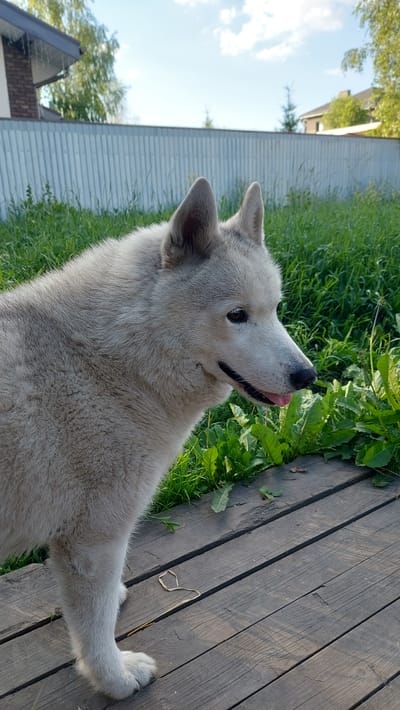 A light-colored dog with a fluffy coat is the main subject of this media file, captured in an outdoor setting. The dog is partially visible, with its head turned to the side, its tongue slightly out. It appears to be sniffing or interacting with the green grass in front of it. The dog is positioned on a wooden deck, which is made of dark planks.
The background shows a green grassy area and a light-colored metal fence. Beyond the fence, a building with a brown roof and some trees are visible against a bright blue sky with scattered white clouds. The scene suggests it's daytime, likely a sunny day given the bright sky.
The dog's posture and slightly open mouth give it a curious and engaged expression. The wooden deck, the grass, and the fence are common elements of a yard or outdoor living space. The setting appears to be residential. No text is visible in the media file. The dog's fur is light gray or white, with darker markings around its eyes and nose. One of its paws is also visible on the wooden deck, with white fur.