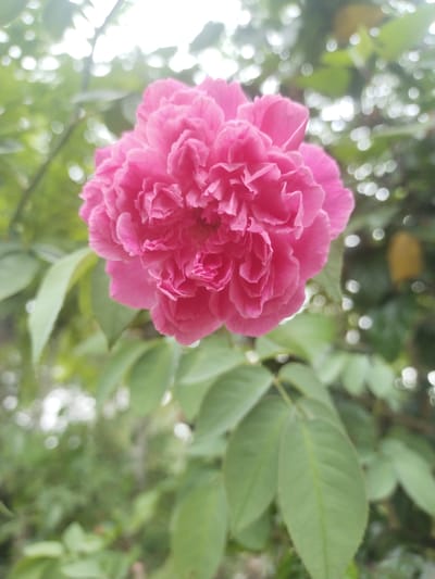 A close-up, slightly blurry photograph focuses on a vibrant pink rose in full bloom. The rose, positioned slightly off-center to the right, has numerous tightly packed petals, creating a complex, layered texture. The background consists of soft-focus green foliage and bright white bokeh highlights, suggesting an outdoor setting. Below the rose, several large, green leaves are visible, also slightly out of focus. The overall impression is one of a detailed, yet softly rendered, natural scene. The image was captured in Ampeh, Indonesia.