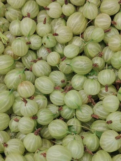 A close-up, top-down shot displays a large pile of light green gooseberries. The berries are round to oval in shape, with faint vertical striations visible on their translucent skins. Some berries have small, brown remnants of their stems attached. The gooseberries fill the entire frame, creating a textured and uniformly colored surface. The image composition is tightly cropped, with no background or surrounding environment visible. The location in Bielany Wrocławskie, Poland, is not discernable from the visual information presented in the image.