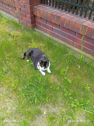A black and white cat is lying on the grass in a yard in Wilczyce, Poland. The cat is facing the camera and has its paws tucked underneath its body. The cat's fur is short and sleek, and its eyes are open and alert. The grass is green and lush, and there are a few small yellow flowers scattered throughout. A brick wall and a black metal fence are visible in the background. The timestamp on the image indicates it was taken on June 9, 2020, at 12:30 PM.