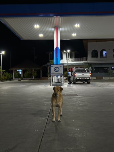 A tan dog is lying on a paved surface next to a gas pump at a gas station at night. The dog is on a leash. A white pickup truck is parked next to the gas pump, and a person wearing a blue shirt and black pants is standing behind the truck, appearing to be refueling it. The gas station has a white roof and blue and red trim. Lights illuminate the scene. In the background, there is a building with arched windows. The time of day is night. The location is Khlong Wan, Thailand. There is text on the gas pump, but it is difficult to read in the image.